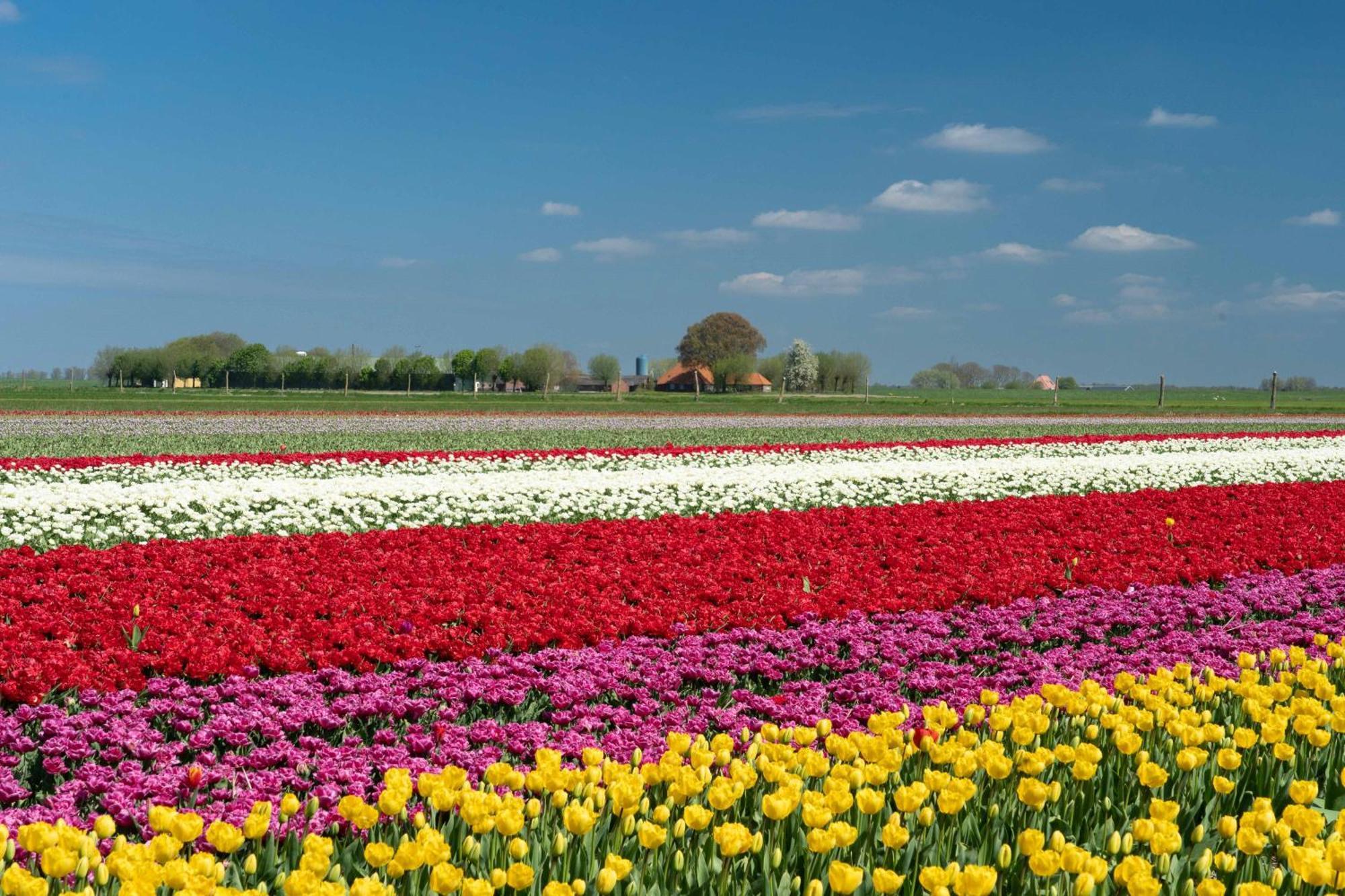 Camping Het Bosbad Emmeloord Exteriér fotografie